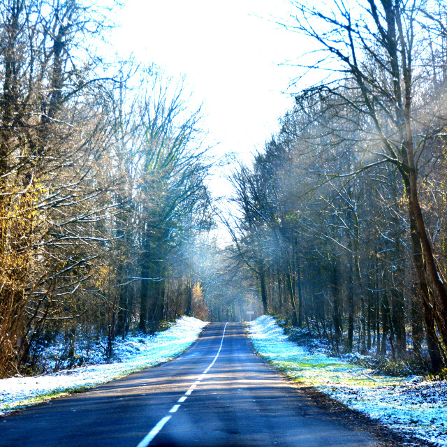 "A road in the woods" by Amit Mendelsohn - $48.91 "A road in the woods" stock image