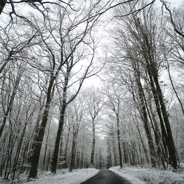 "A road in the snowy forest" by Amit Mendelsohn - $48.91 "A road in the snowy forest" stock image