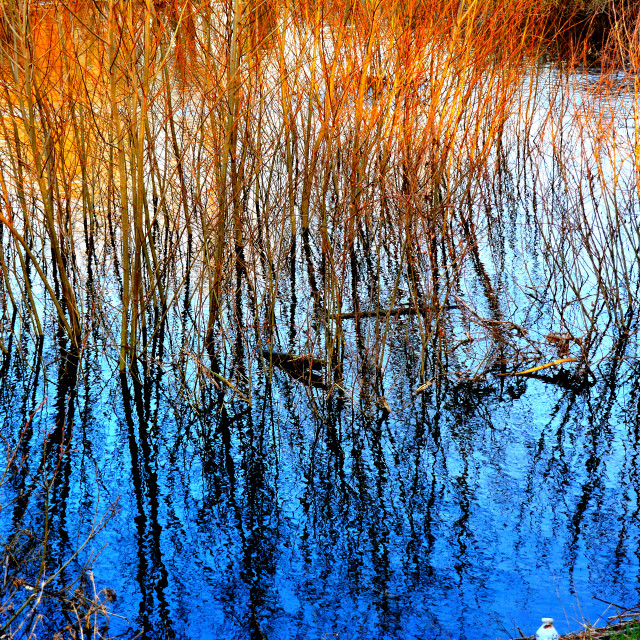 "Reflection of plants" by Amit Mendelsohn - $48.91 "Reflection of plants" stock image
