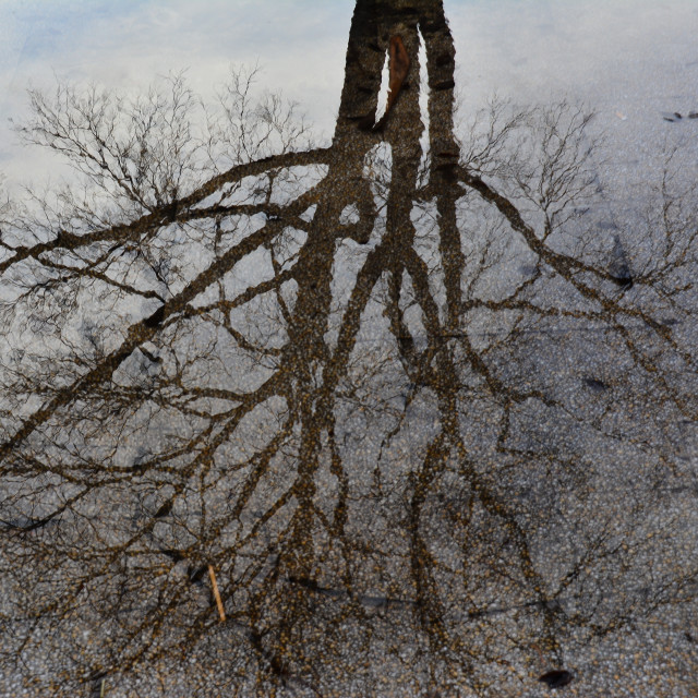 "A tree in the water" by Amit Mendelsohn - $48.91 "A tree in the water" stock image
