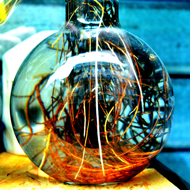 "Plants in a Bottle" by Amit Mendelsohn - $48.91 "Plants in a Bottle" stock image