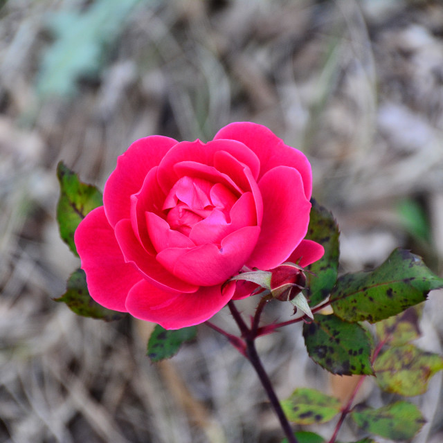 "A rose" by Amit Mendelsohn - $48.91 "A rose" stock image