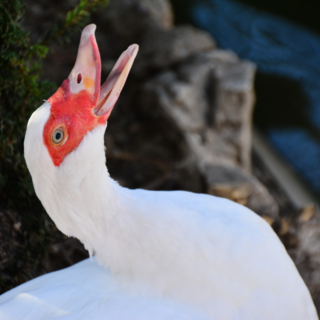 "A duck" by Amit Mendelsohn - $48.91 "A duck" stock image