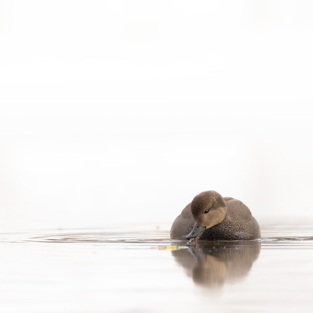 "Gadwall Duck in Alaska" stock image