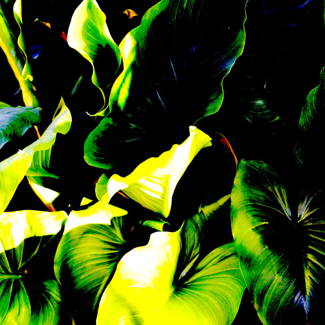 "Green plant" by Amit Mendelsohn - $48.91 "Green plant" stock image