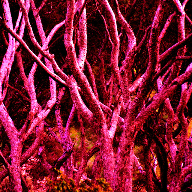 "Red trees" by Amit Mendelsohn - $48.91 "Red trees" stock image