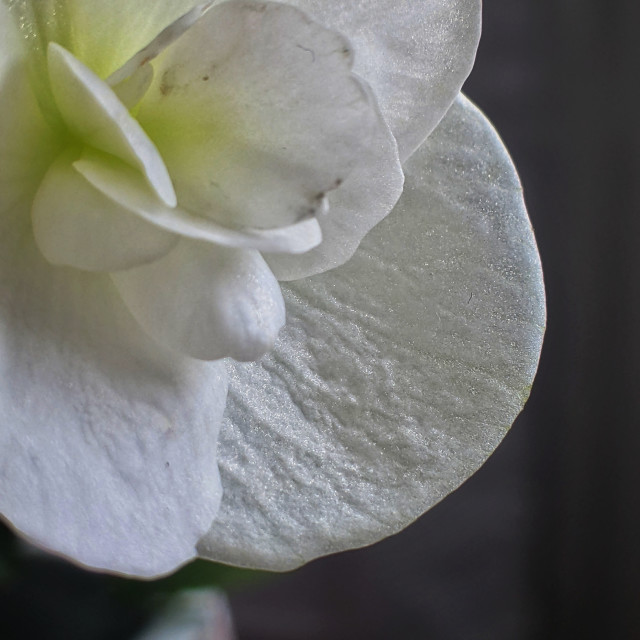 "Begonia" by MLLL Photography - $31.37 "Begonia" stock image
