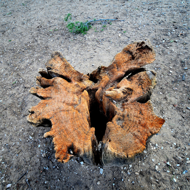 "Cut wood" by Amit Mendelsohn - $48.91 "Cut wood" stock image