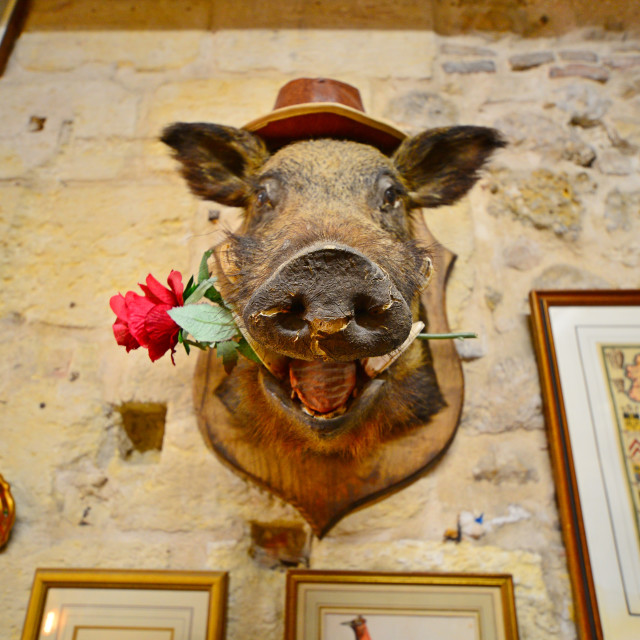 "Mister pig" by Amit Mendelsohn - $48.91 "Mister pig" stock image