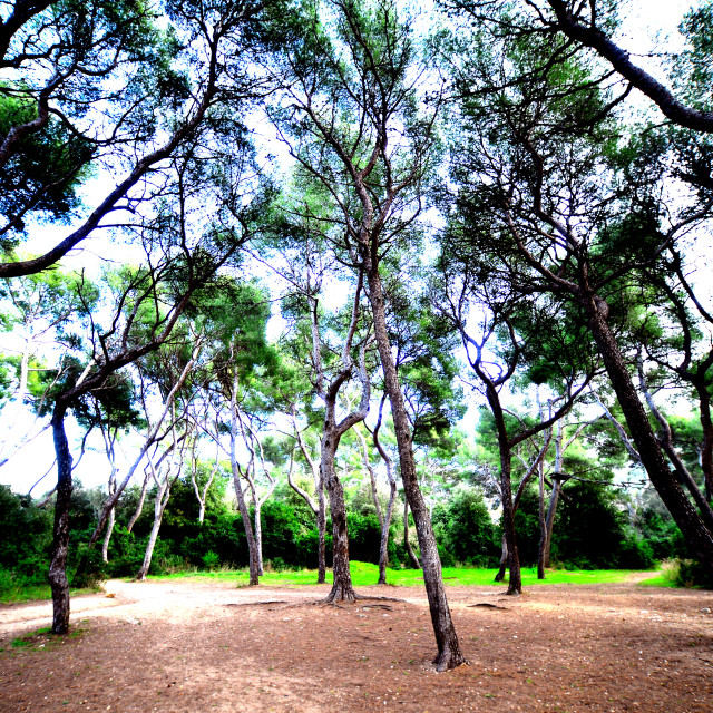 "Trees in the park" by Amit Mendelsohn - $48.91 "Trees in the park" stock image
