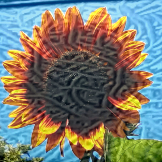 "frosty sunflower" stock image