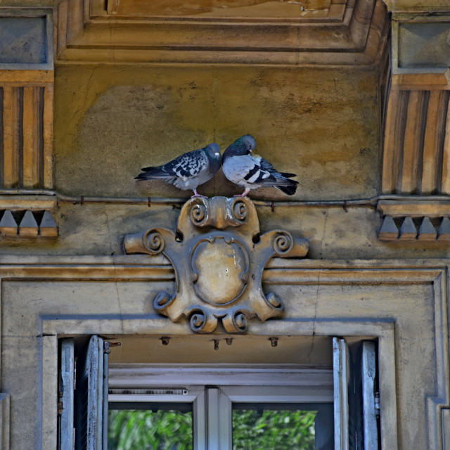 "Pigeons romantics" by Amit Mendelsohn - $48.91 "Pigeons romantics" stock image