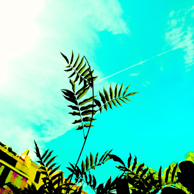 "A plant 2" by Amit Mendelsohn - $48.91 "A plant 2" stock image