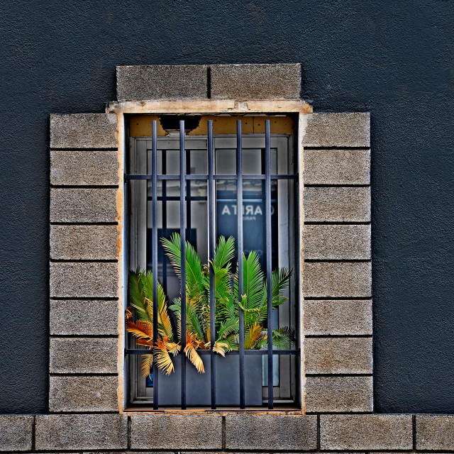 "A window with plants" by Amit Mendelsohn - £50.00 "A window with plants" stock image