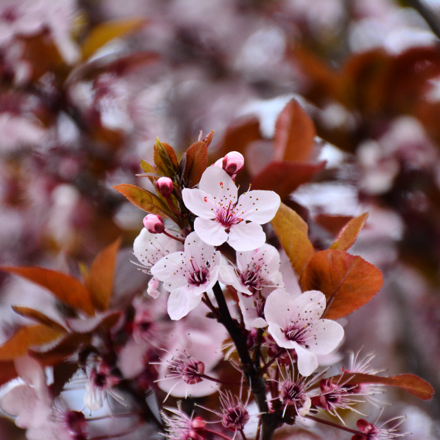 "Sand cherry" by Amit Mendelsohn - $48.79 "Sand cherry" stock image