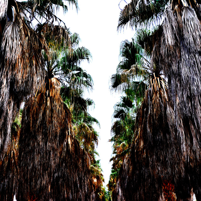 "Two lines of palm trees" by Amit Mendelsohn - $48.79 "Two lines of palm trees" stock image