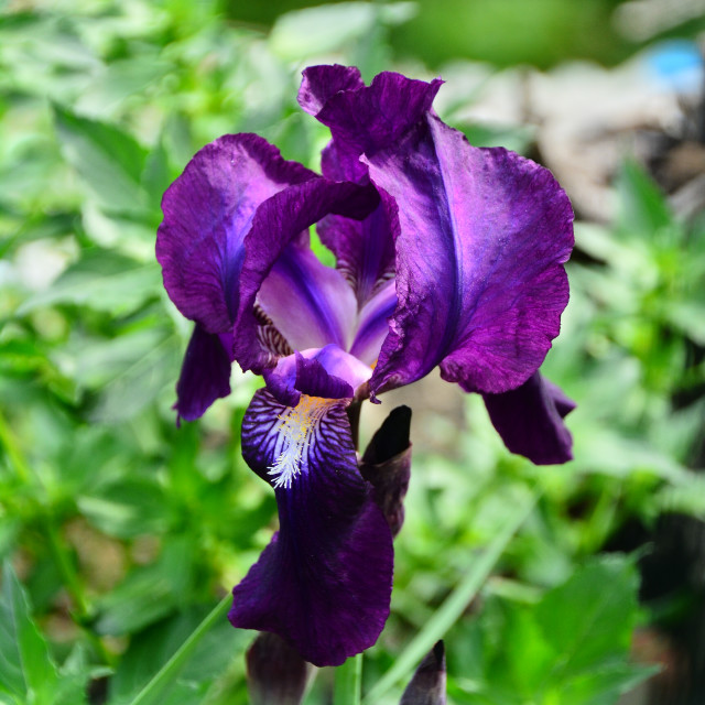 "Purple Iris" by Amit Mendelsohn - $48.79 "Purple Iris" stock image