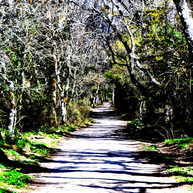 "A walkway in the woods" by Amit Mendelsohn - $48.79 "A walkway in the woods" stock image