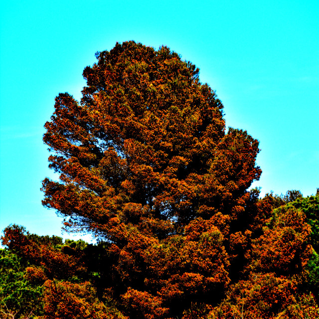 "A red tree" by Amit Mendelsohn - $48.79 "A red tree" stock image