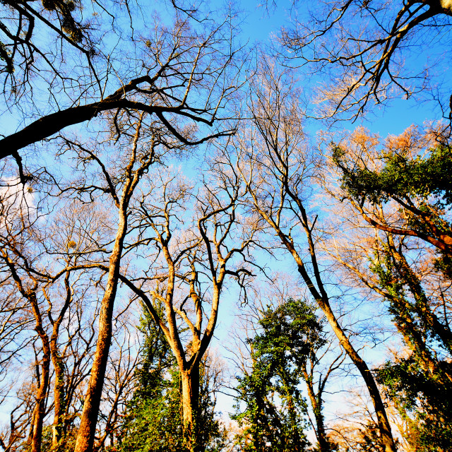 "Trees up the sky" by Amit Mendelsohn - $48.79 "Trees up the sky" stock image