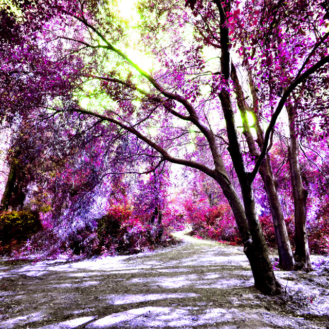 "Pink in the nature" by Amit Mendelsohn - $48.79 "Pink in the nature" stock image