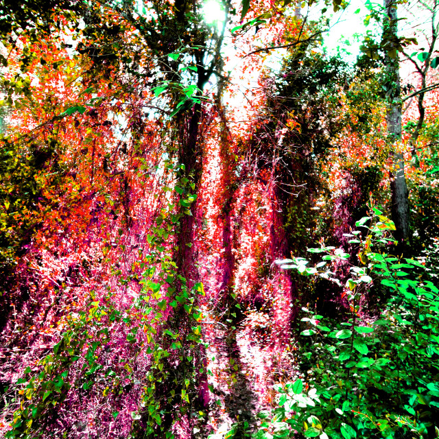 "Colours, in the woods" by Amit Mendelsohn - $48.79 "Colours, in the woods" stock image