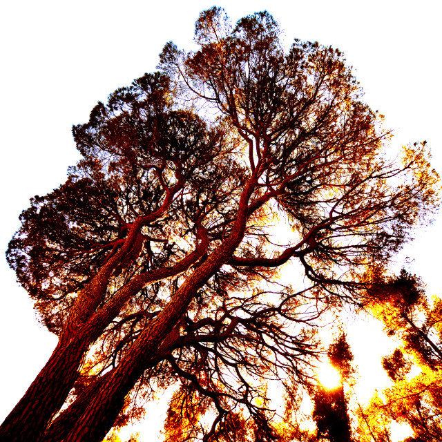 "A tree in the sun" by Amit Mendelsohn - $48.79 "A tree in the sun" stock image