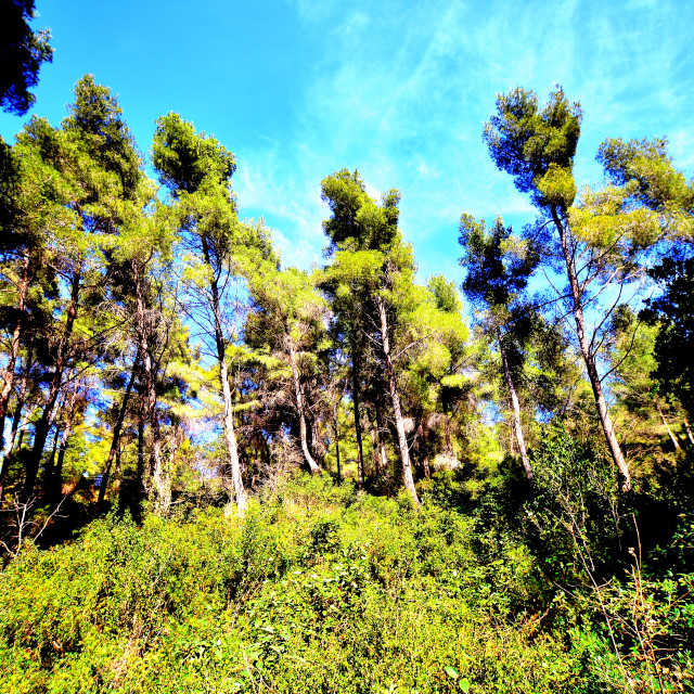 "Woods" by Amit Mendelsohn - $48.79 "Woods" stock image