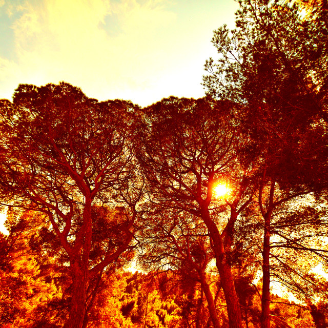 "Sun in the woods" by Amit Mendelsohn - $48.79 "Sun in the woods" stock image