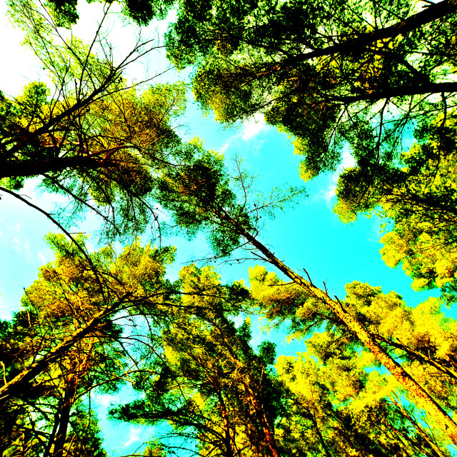 "Woods with view up" by Amit Mendelsohn - $48.79 "Woods with view up" stock image