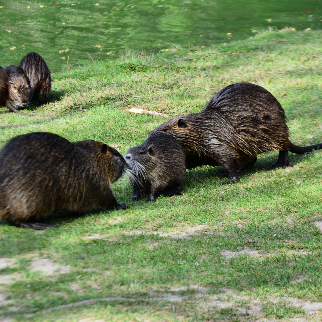 "A Family of Nutrias" by Amit Mendelsohn - $48.79 "A Family of Nutrias" stock image