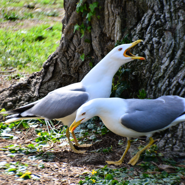 "A couple of seagulls" by Amit Mendelsohn - $48.79 "A couple of seagulls" stock image