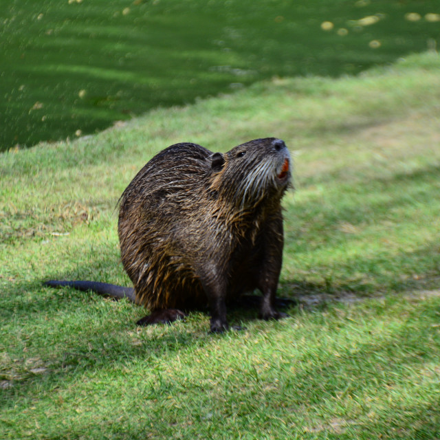 "A nutria" by Amit Mendelsohn - $48.79 "A nutria" stock image
