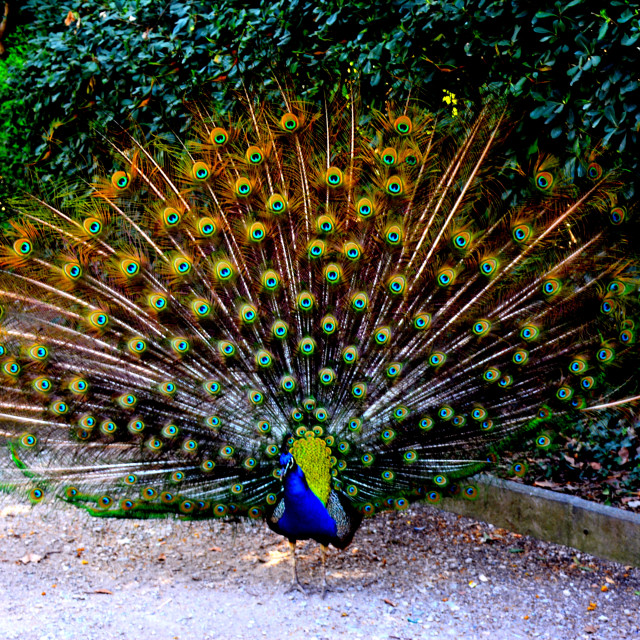 "Peacock in a show" by Amit Mendelsohn - $48.79 "Peacock in a show" stock image