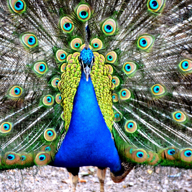 "A peacock close up" by Amit Mendelsohn - $48.79 "A peacock close up" stock image