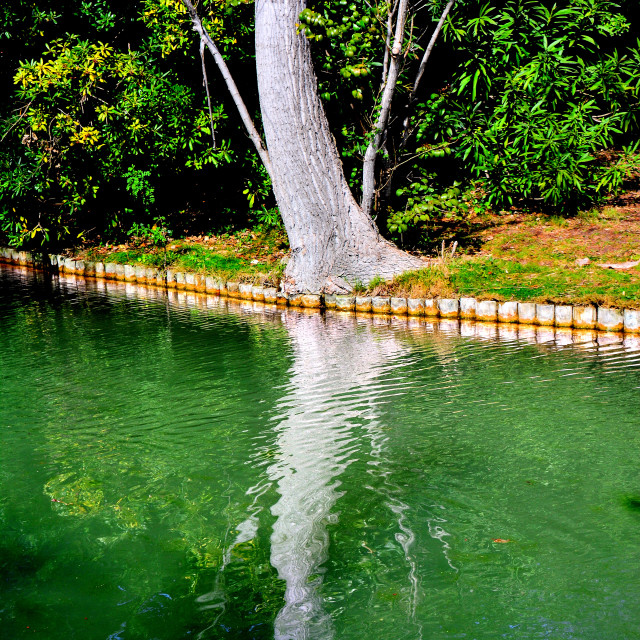 "Tree reflected in the canal" by Amit Mendelsohn - $48.79 "Tree reflected in the canal" stock image