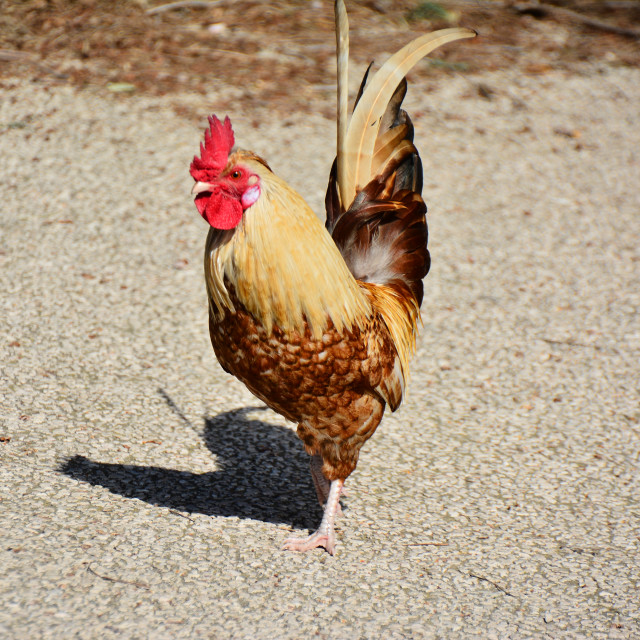 "A cock" by Amit Mendelsohn - $48.79 "A cock" stock image