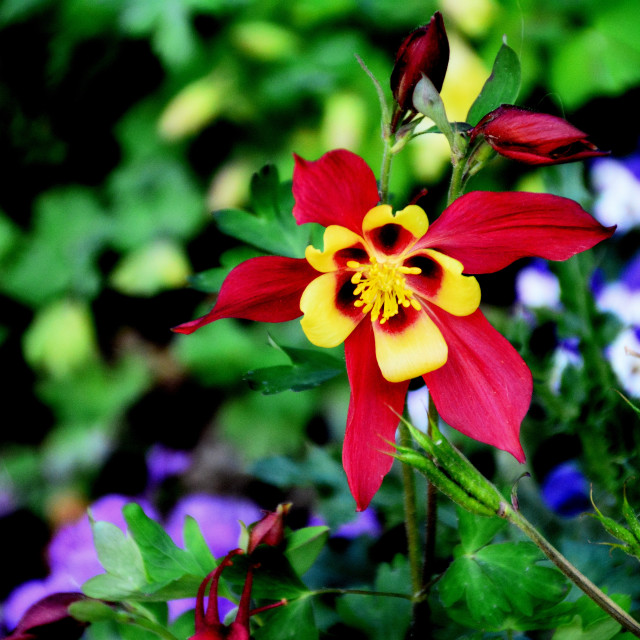 "Columbine" by Amit Mendelsohn - $48.79 "Columbine" stock image