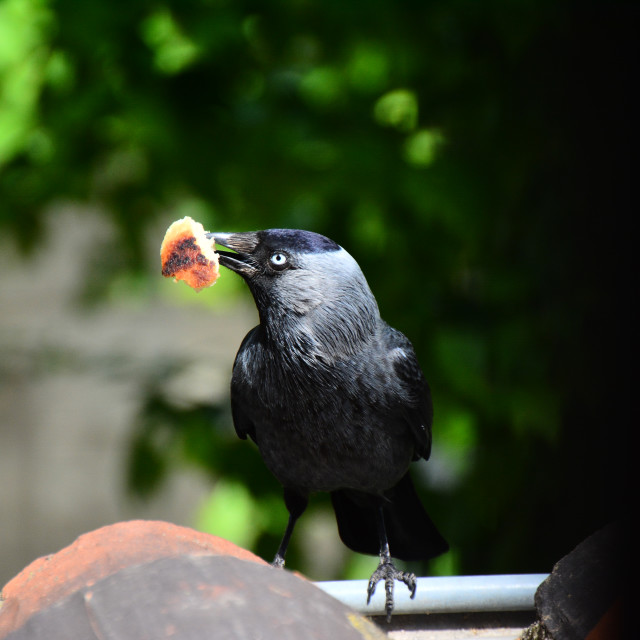 "A Western jackdaw got the food" by Amit Mendelsohn - $48.79 "A Western jackdaw got the food" stock image