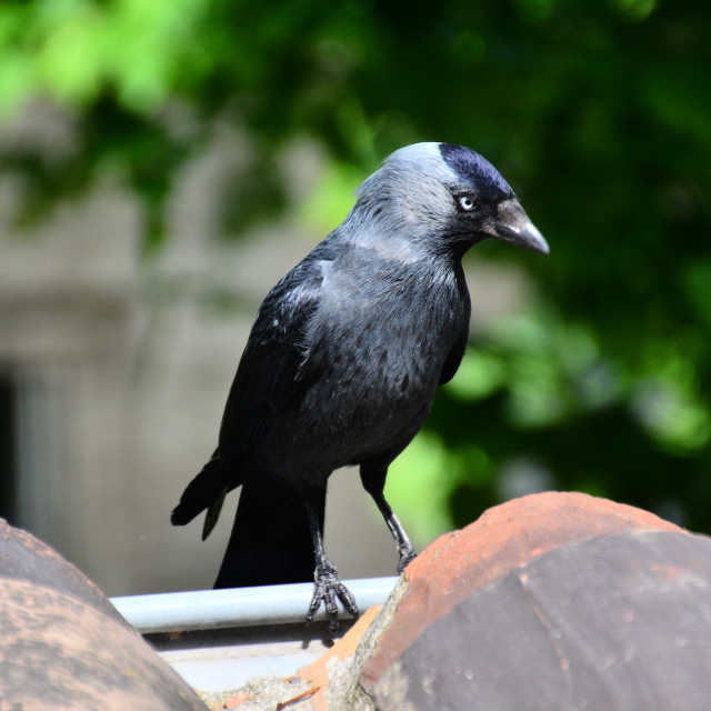 "A Western jackdaw" by Amit Mendelsohn - $48.79 "A Western jackdaw" stock image