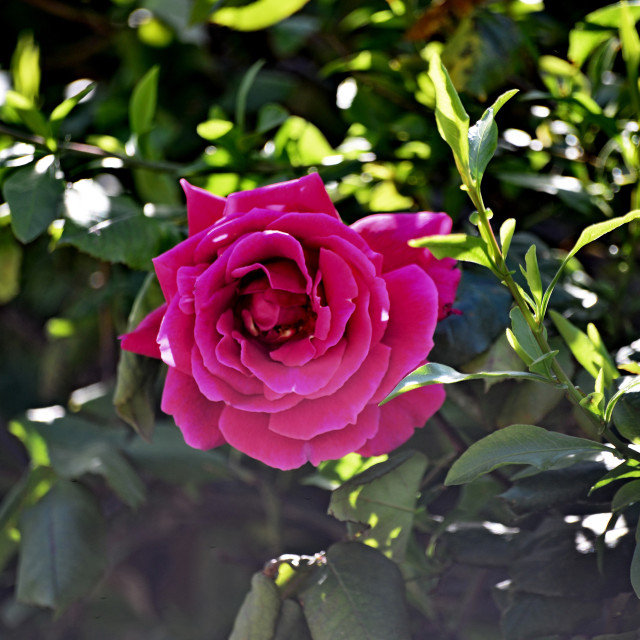"Rose" by Amit Mendelsohn - $48.79 "Rose" stock image