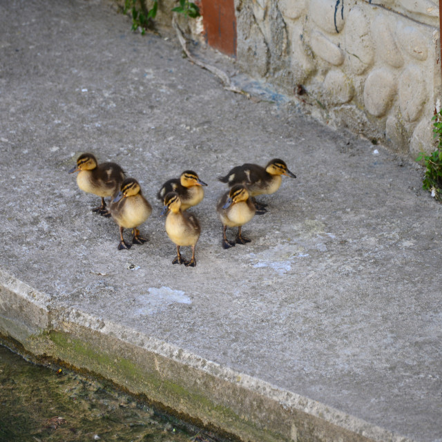 "Little ducks" by Amit Mendelsohn - $48.79 "Little ducks" stock image