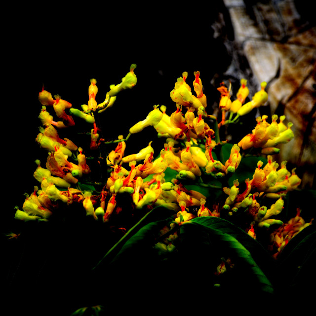 "Aesculus flava" by Amit Mendelsohn - $48.79 "Aesculus flava" stock image