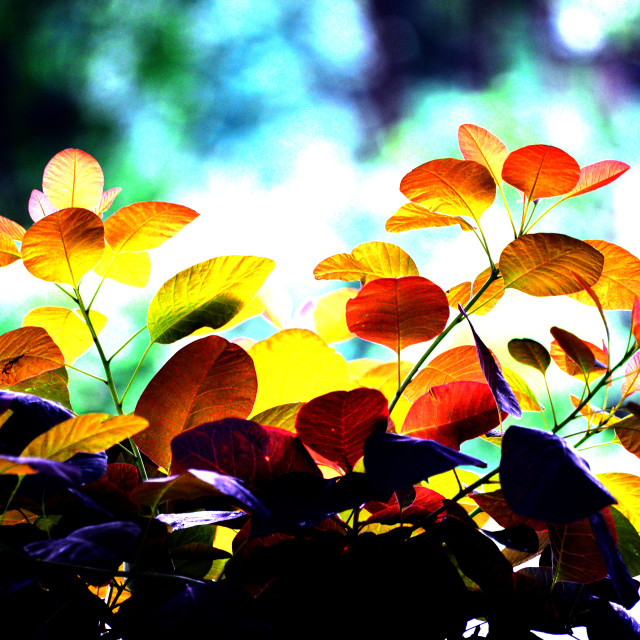 "Leaves in the sun" stock image