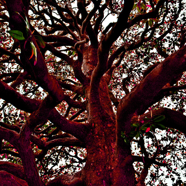 "A tree from inside" by Amit Mendelsohn - $48.79 "A tree from inside" stock image
