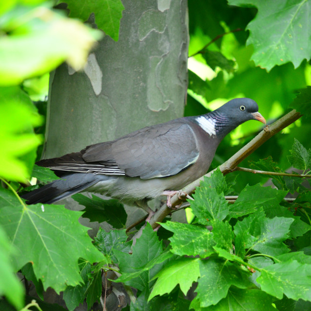 "A pigeon on the tree" by Amit Mendelsohn - $48.79 "A pigeon on the tree" stock image