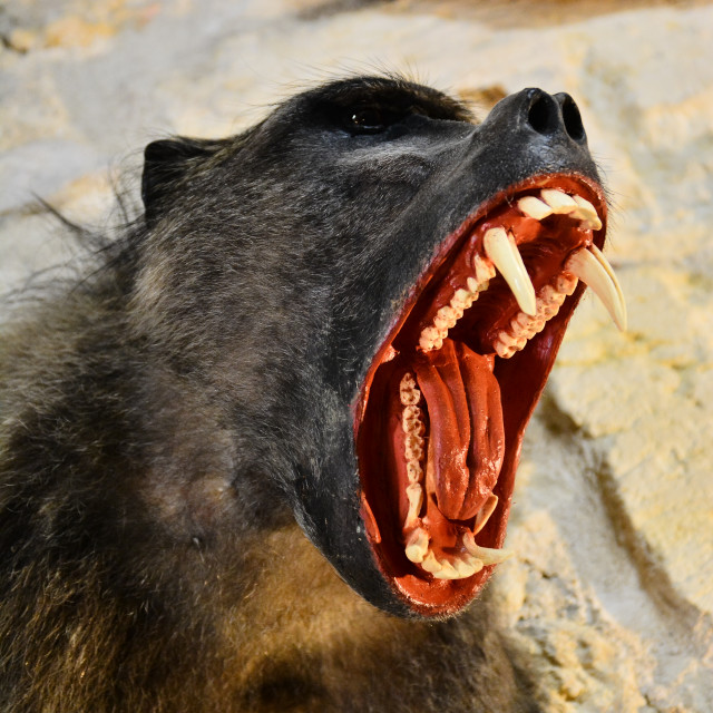 "A head of a monkey" by Amit Mendelsohn - $48.79 "A head of a monkey" stock image