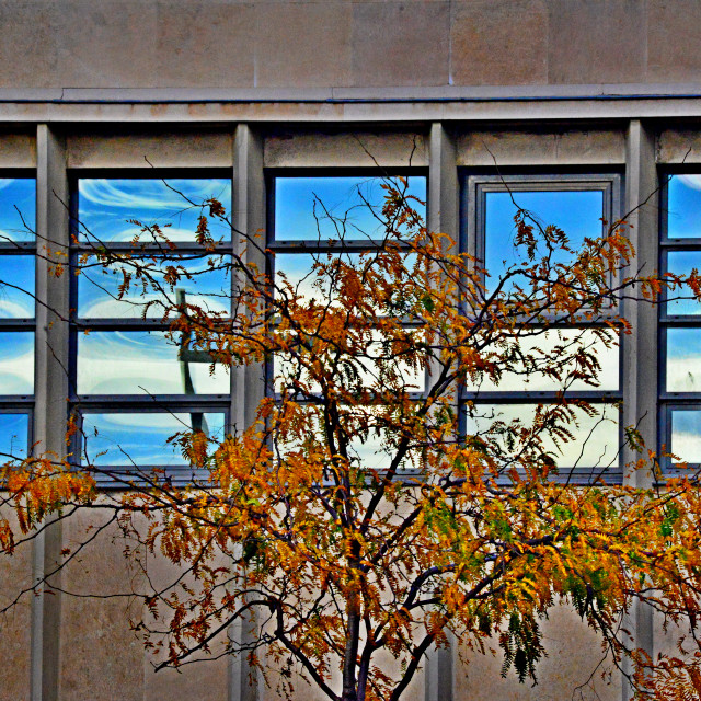 "A tree in front of a reflection of the sky" by Amit Mendelsohn - $48.79 "A tree in front of a reflection of the sky" stock image