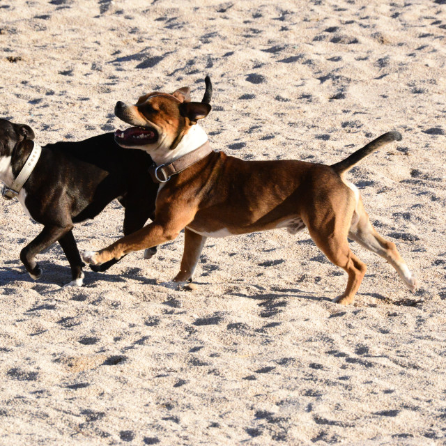 "2 pitbulls playing" by Amit Mendelsohn - $48.79 "2 pitbulls playing" stock image