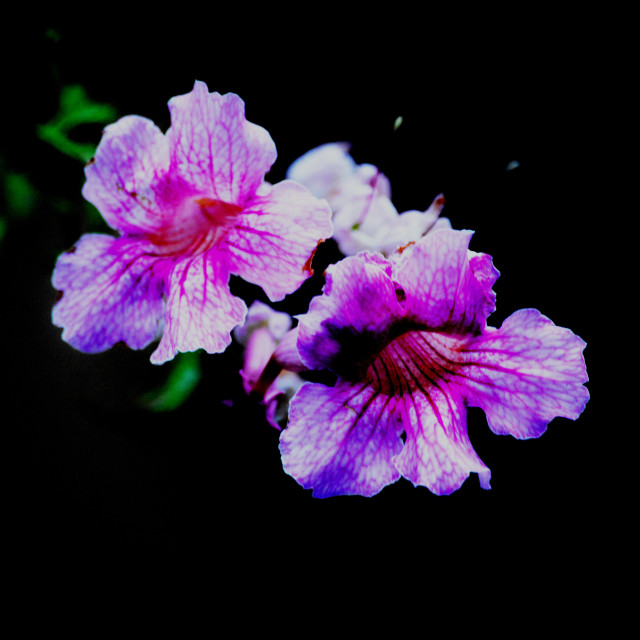 "Podraena" by Amit Mendelsohn - £50.00 "Podraena" stock image
